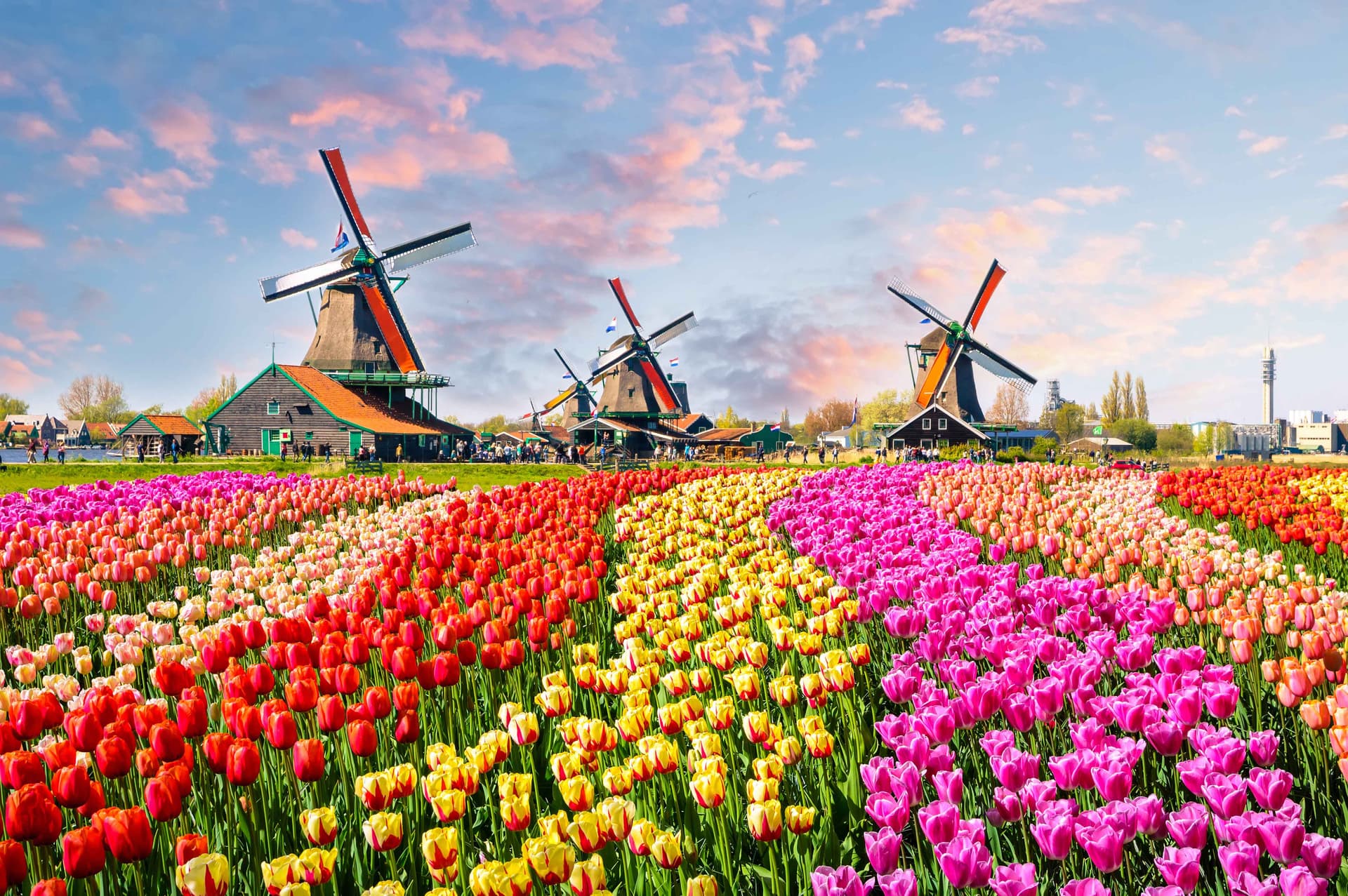 From Belgium: Full Day Guided Keukenhof & Windmills Tour