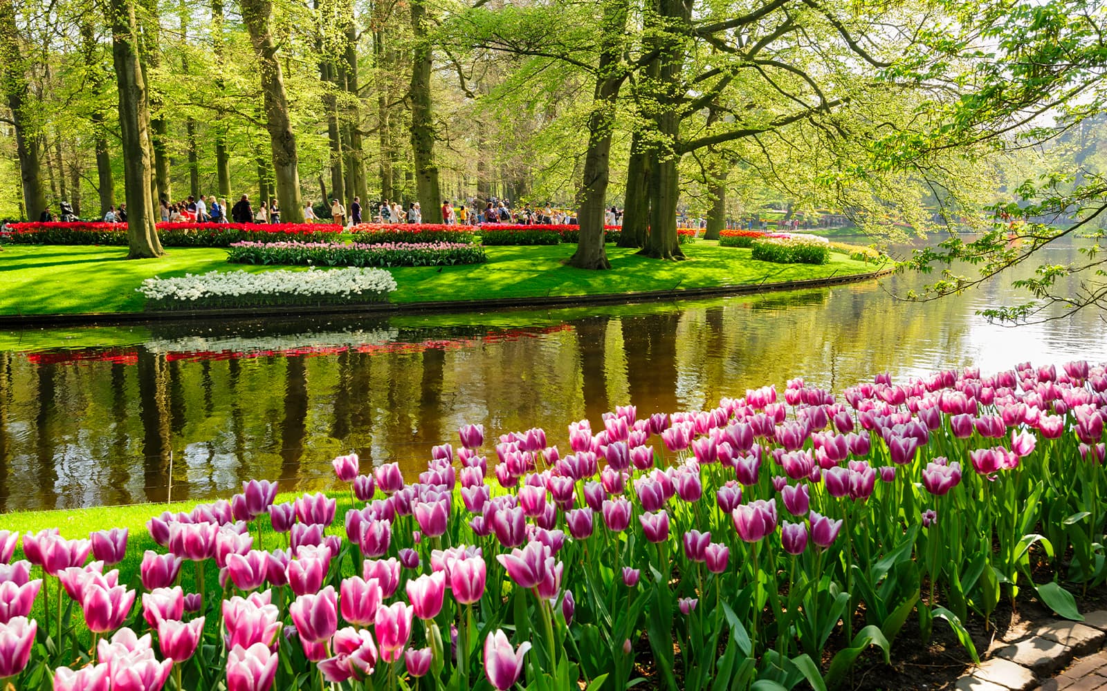 From Belgium: Full Day Guided Keukenhof & Windmills Tour tickets in Amsterdam - Attractions | TickYourList