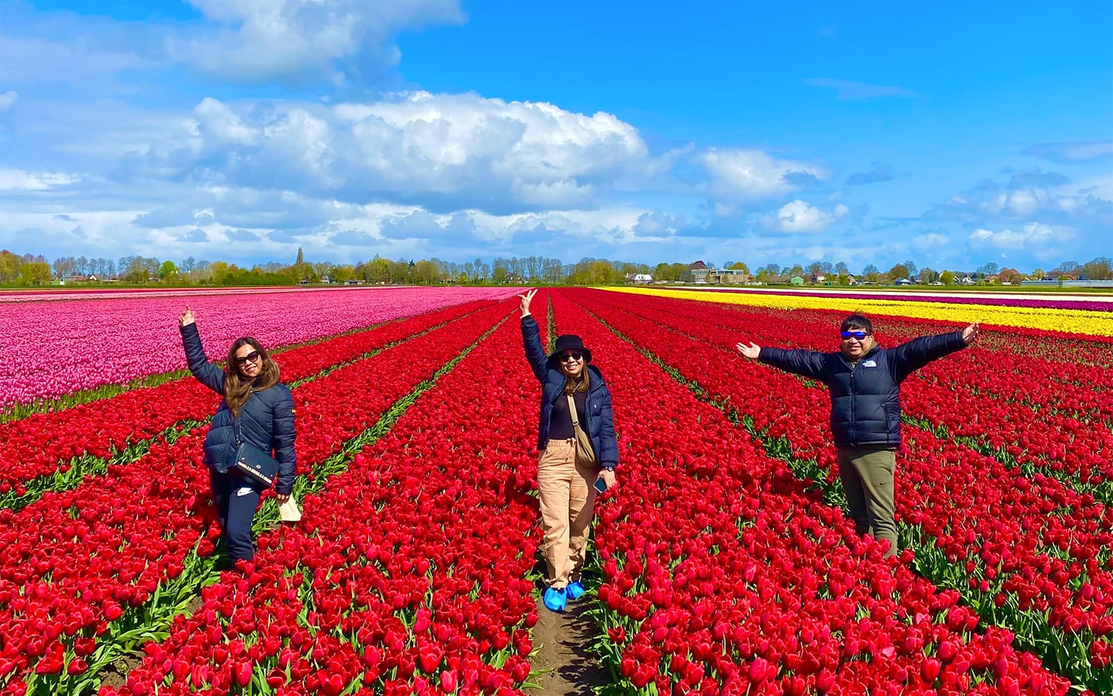 From Amsterdam: Tulip Fields Small Group Tour with Lunch/Dinner