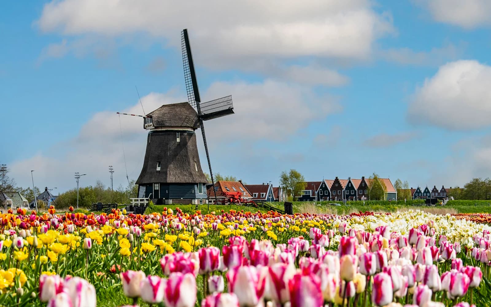From Amsterdam: Tulip Fields Small Group Tour with Lunch/Dinner tickets in Amsterdam - Activities | TickYourList
