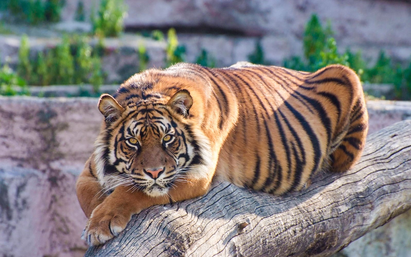 Tickets to Barcelona Zoo experience in Barcelona | TickYourList