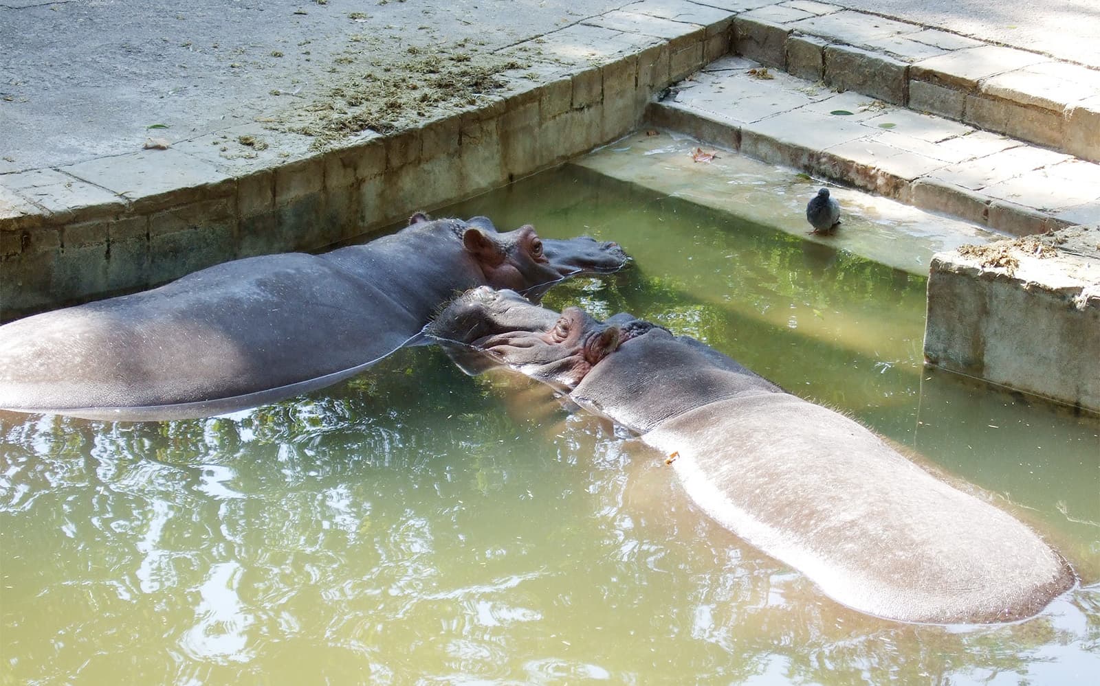 Tickets to Barcelona Zoo in Barcelona - Activities | TickYourList