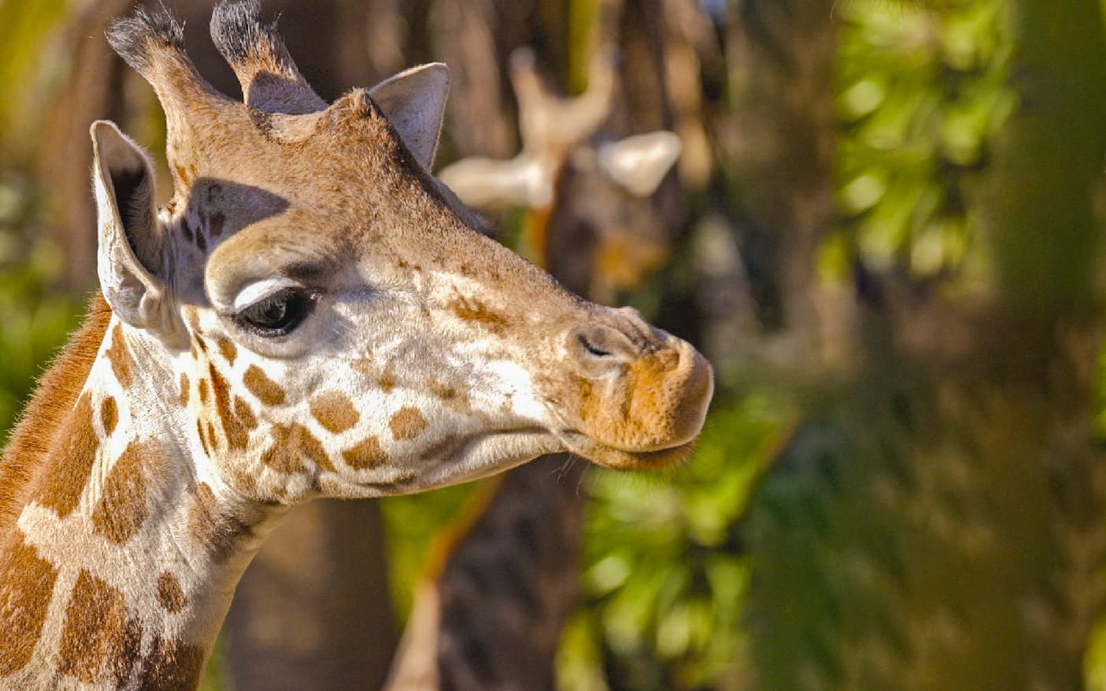 Tickets to Barcelona Zoo in Barcelona - Highlights | TickYourList