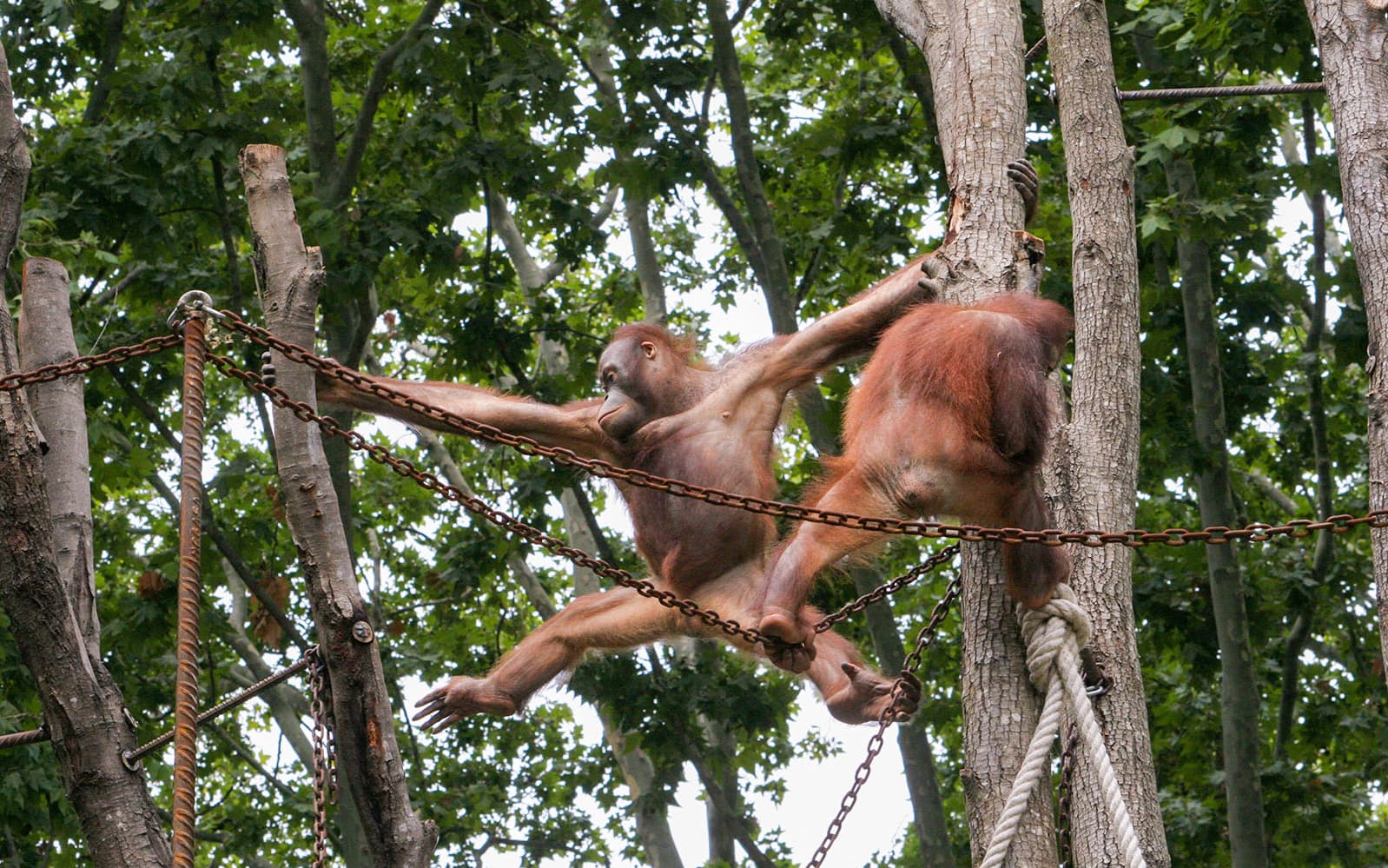 Combo (Save 5%): Barcelona Zoo + Aquarium Barcelona Tickets in Barcelona - Attractions | TickYourList