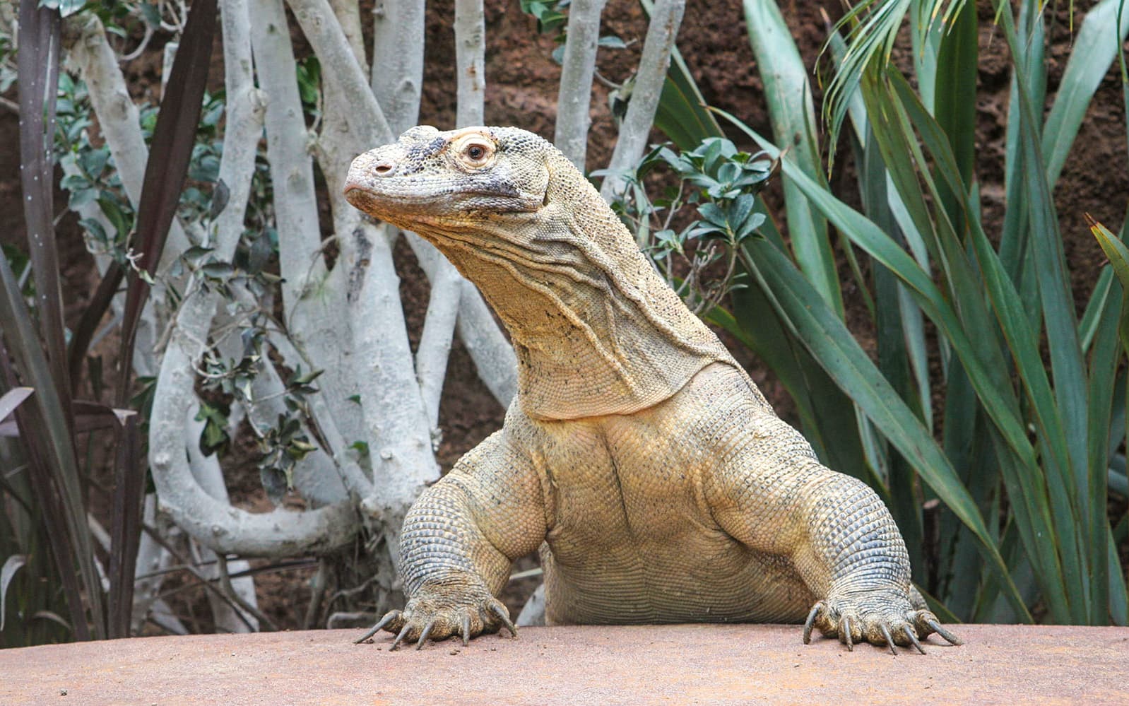 Combo (Save 5%): Barcelona Zoo + Aquarium Barcelona Tickets in Barcelona - Activities | TickYourList