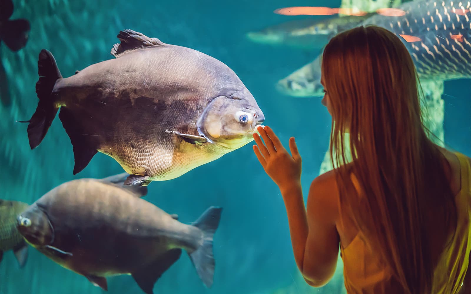 Barcelona Aquarium Skip-the-Line Tickets in Barcelona - Features | TickYourList