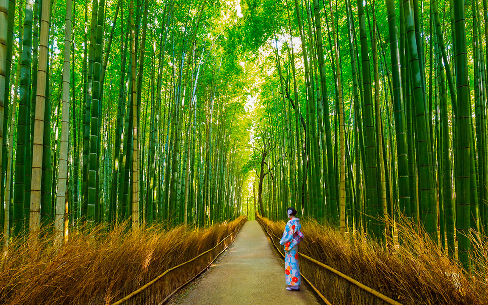 From Osaka: Arashiyama & Bamboo Grove Tour