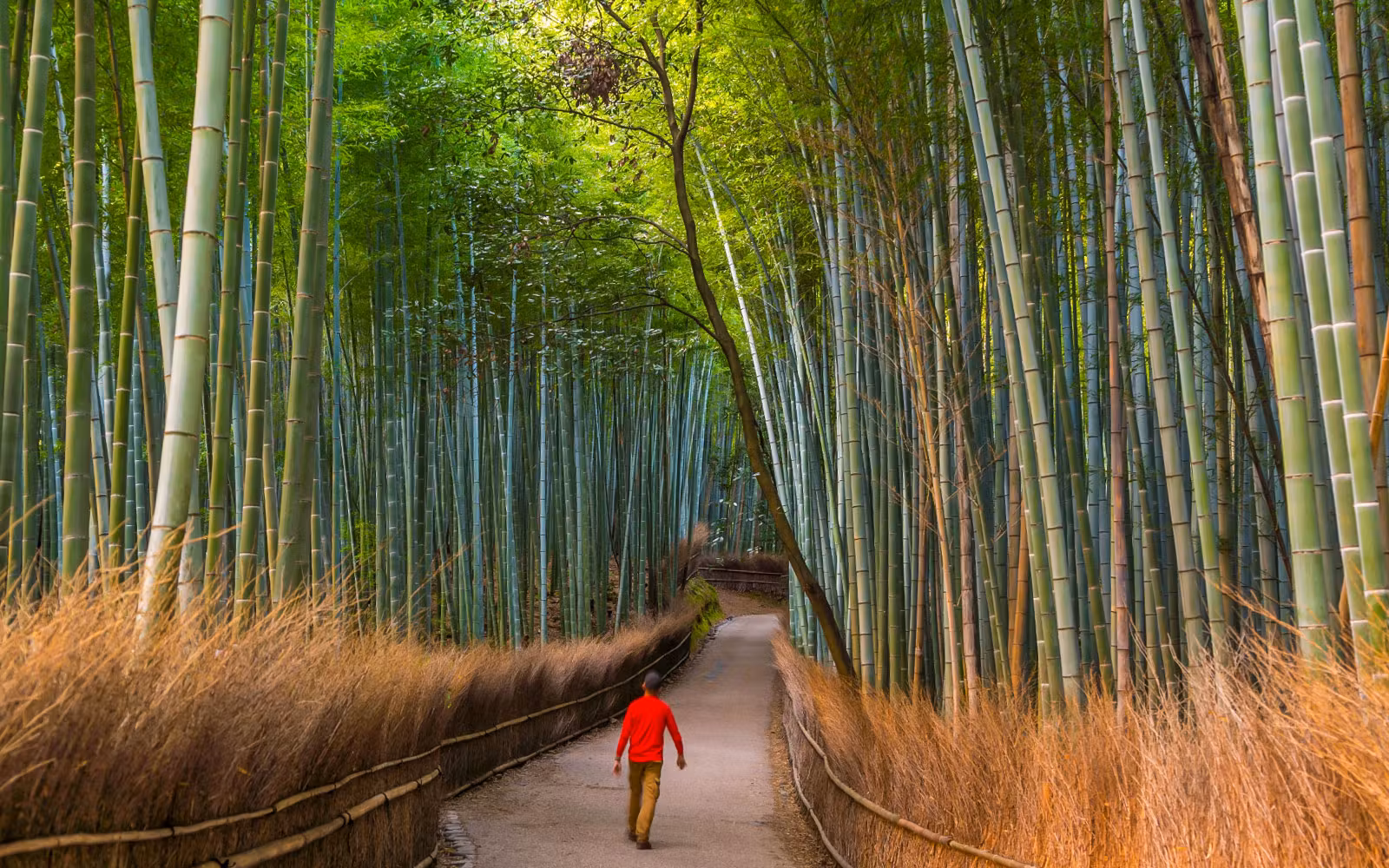 From Osaka: Arashiyama & Bamboo Grove Tour tickets in Osaka - Features | TickYourList