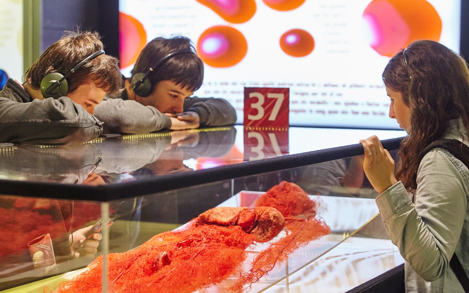 Skip-the-Line Tickets to the Human Bodies Exhibition with Audio Guide in Barcelona - Attractions | TickYourList