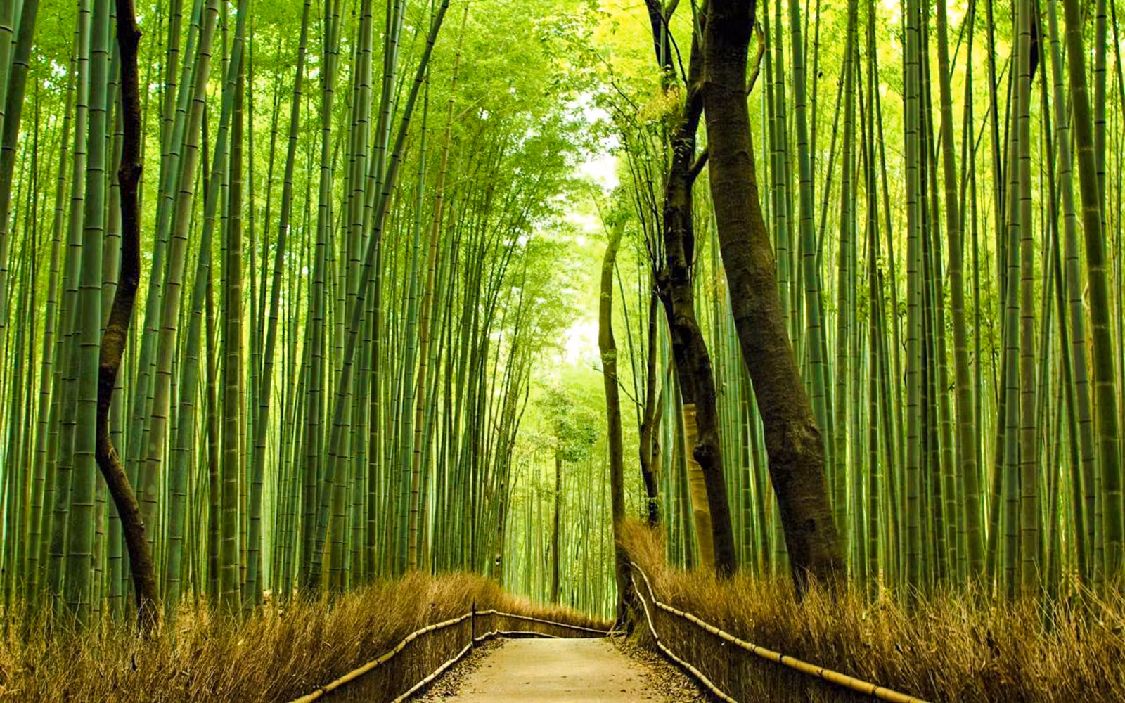 Kyoto Heritage Tour: Arashiyama, Fushimi Inari & Kiyomizu-dera on Luxury Coach tickets in Osaka - Activities | TickYourList