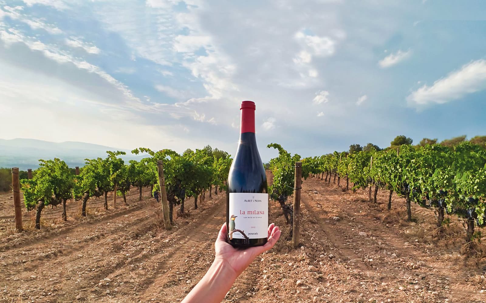 El Penedès Hike & Wines Tour tickets in Barcelona - Activities | TickYourList