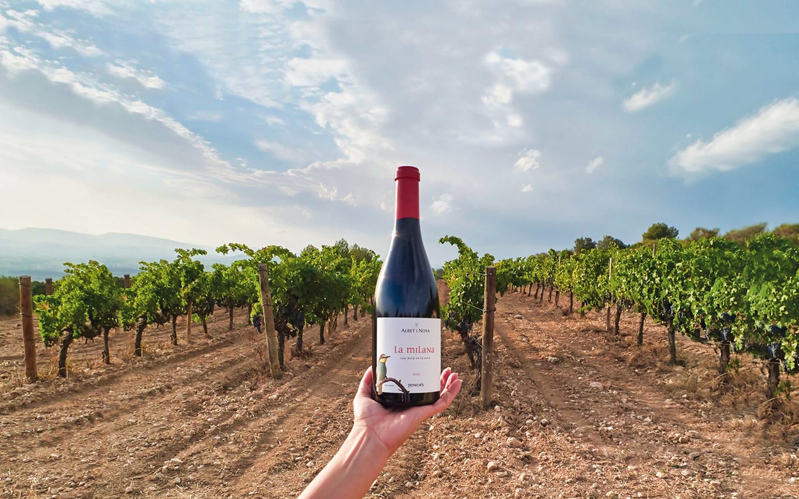El Penedès Hike & Wines Tour tickets in Barcelona - Activities | TickYourList