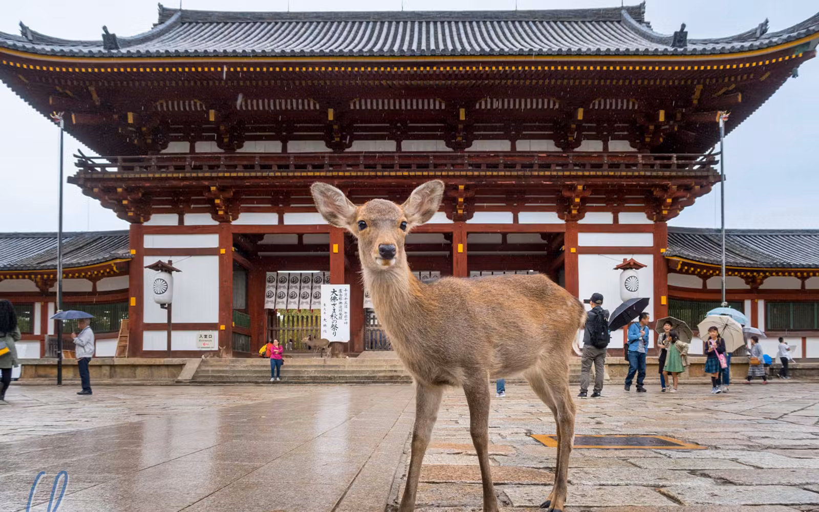 Discover Nara Kyoto and Fushimi Inari from Osaka tickets in Osaka - Activities | TickYourList