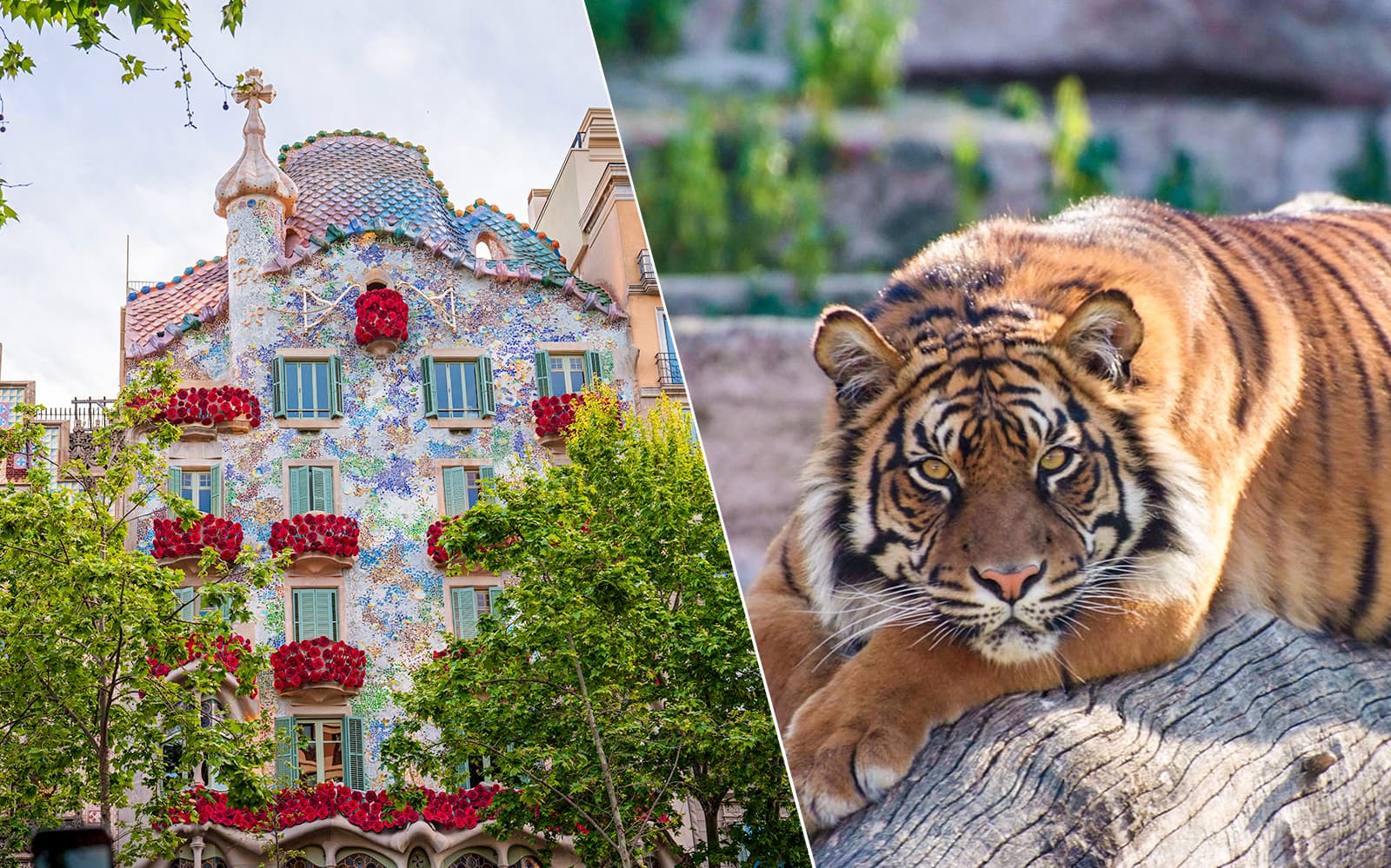 Combo (Save 5%) : Casa Batlló + Barcelona Zoo Tickets