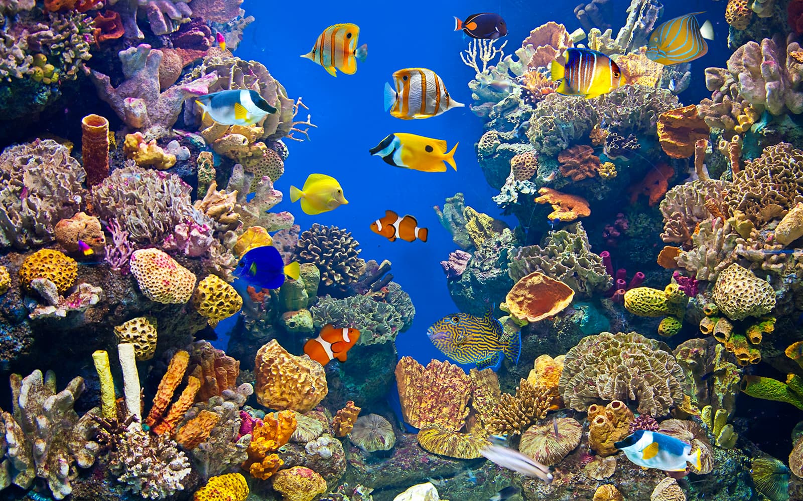 Combo (Save 10%): Barcelona Hop-On Hop-Off Bus Tour + Barcelona Aquarium Skip-the-Line Tickets in Barcelona - Activities | TickYourList