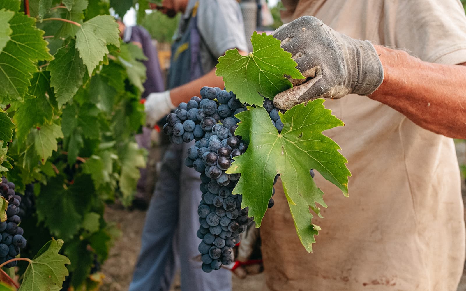Guided Wine Cellar Visit with Tasting from Barcelona tickets in Barcelona - Activities | TickYourList