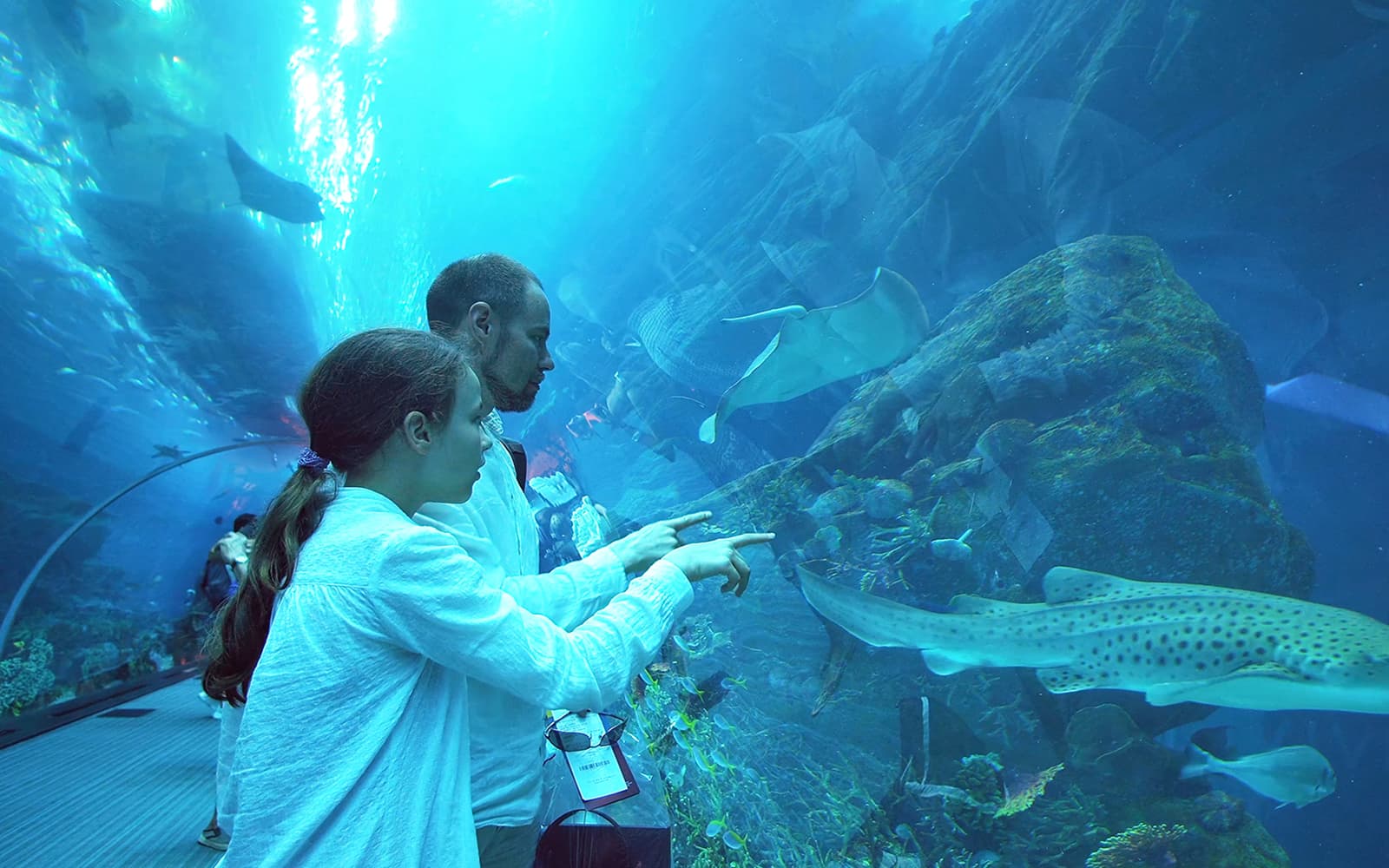 Combo (Save 5%): Montjuic Cable Car + Barcelona Aquarium Tickets in Barcelona - Highlights | TickYourList