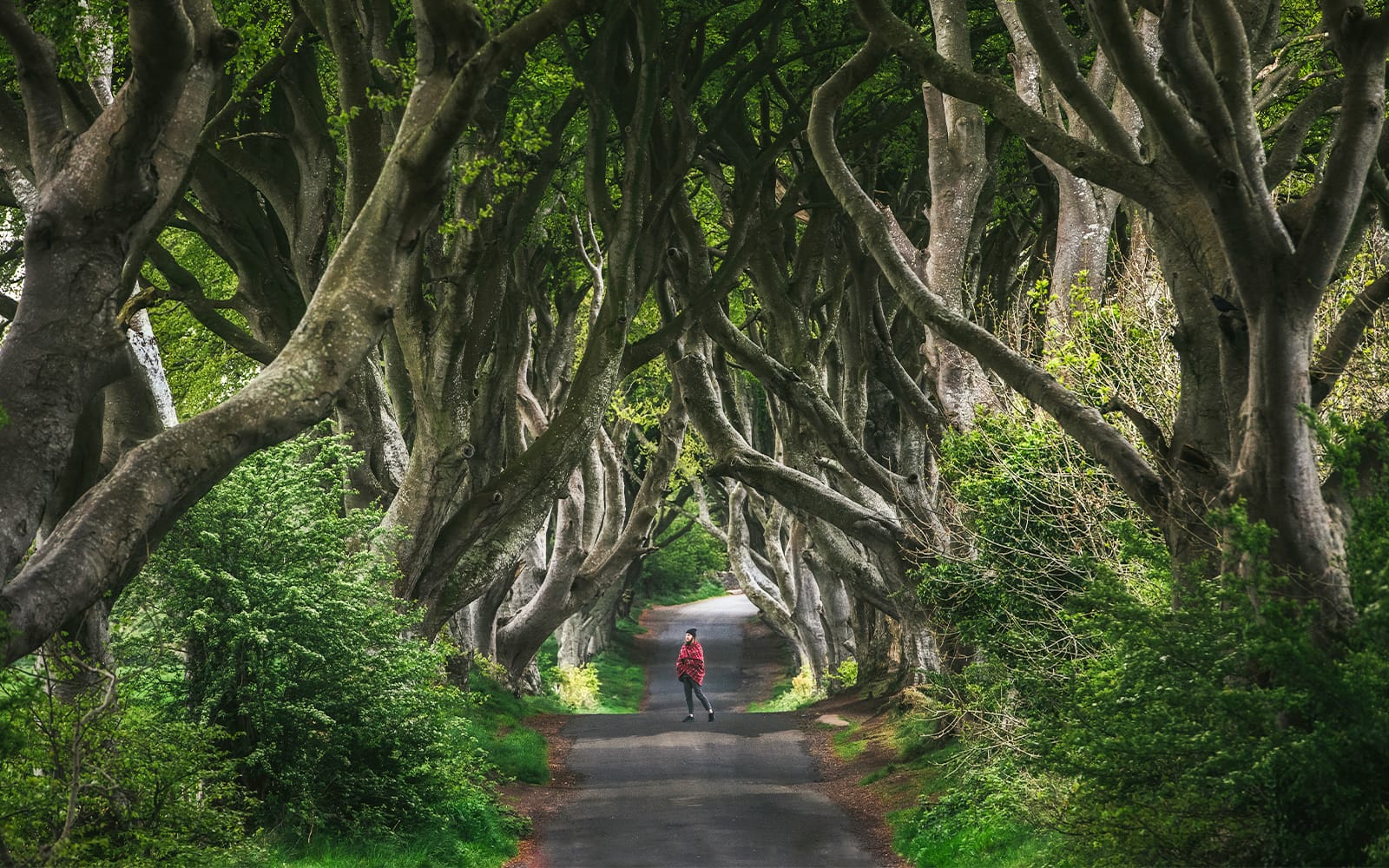 From Dublin: Giants Causeway, Dunluce Castle, Dark Hedges and Belfast tickets in Belfast - Activities | TickYourList