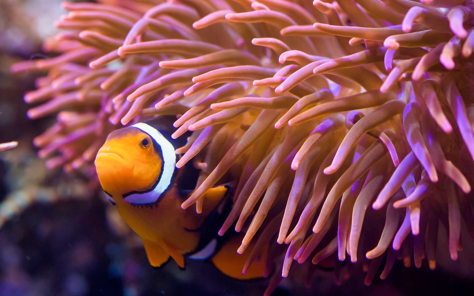 SEA LIFE Berlin Tickets in Berlin - Activities | TickYourList