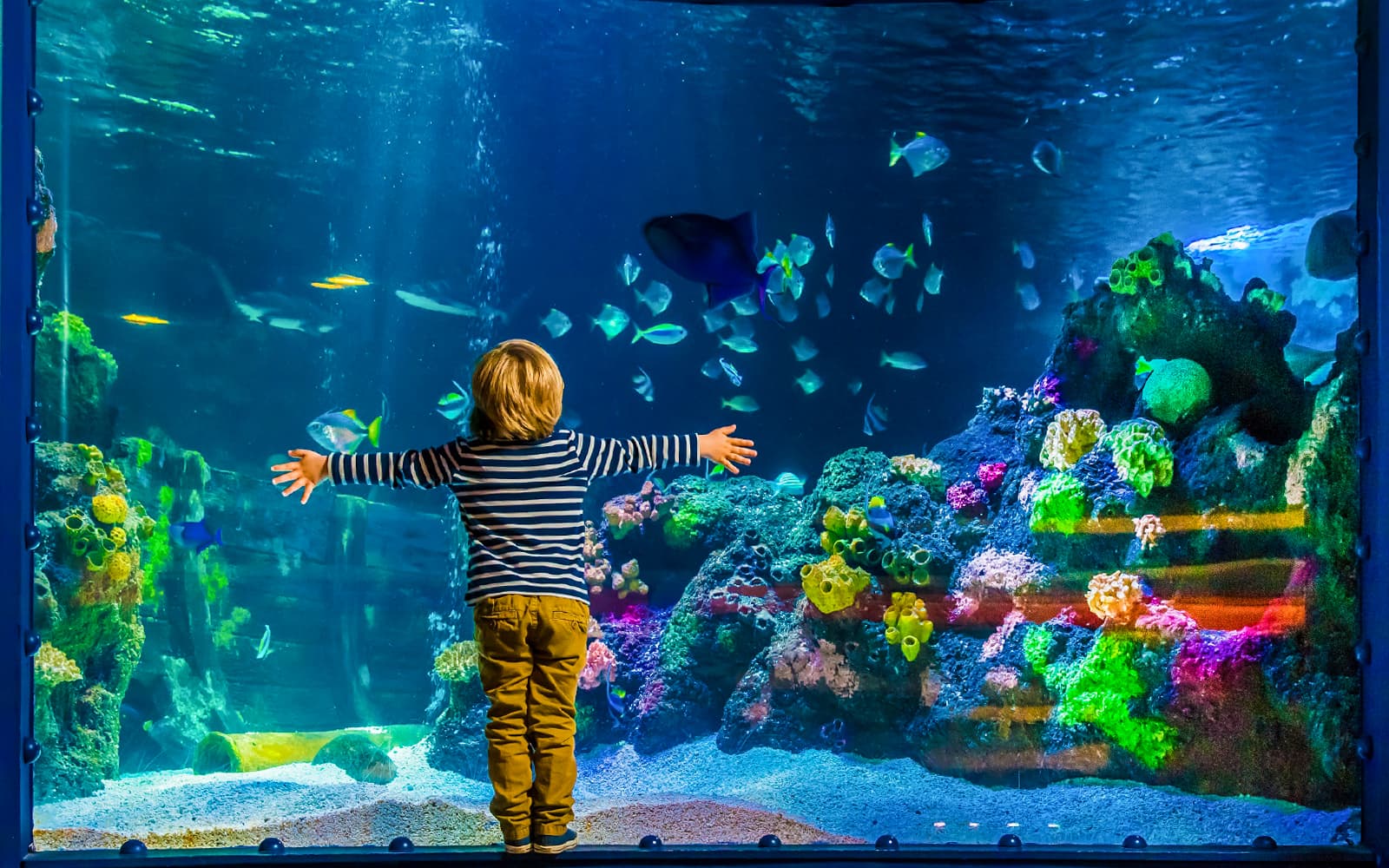 Combo: SEA LIFE + Berlin Dungeon Tickets in Berlin - Activities | TickYourList