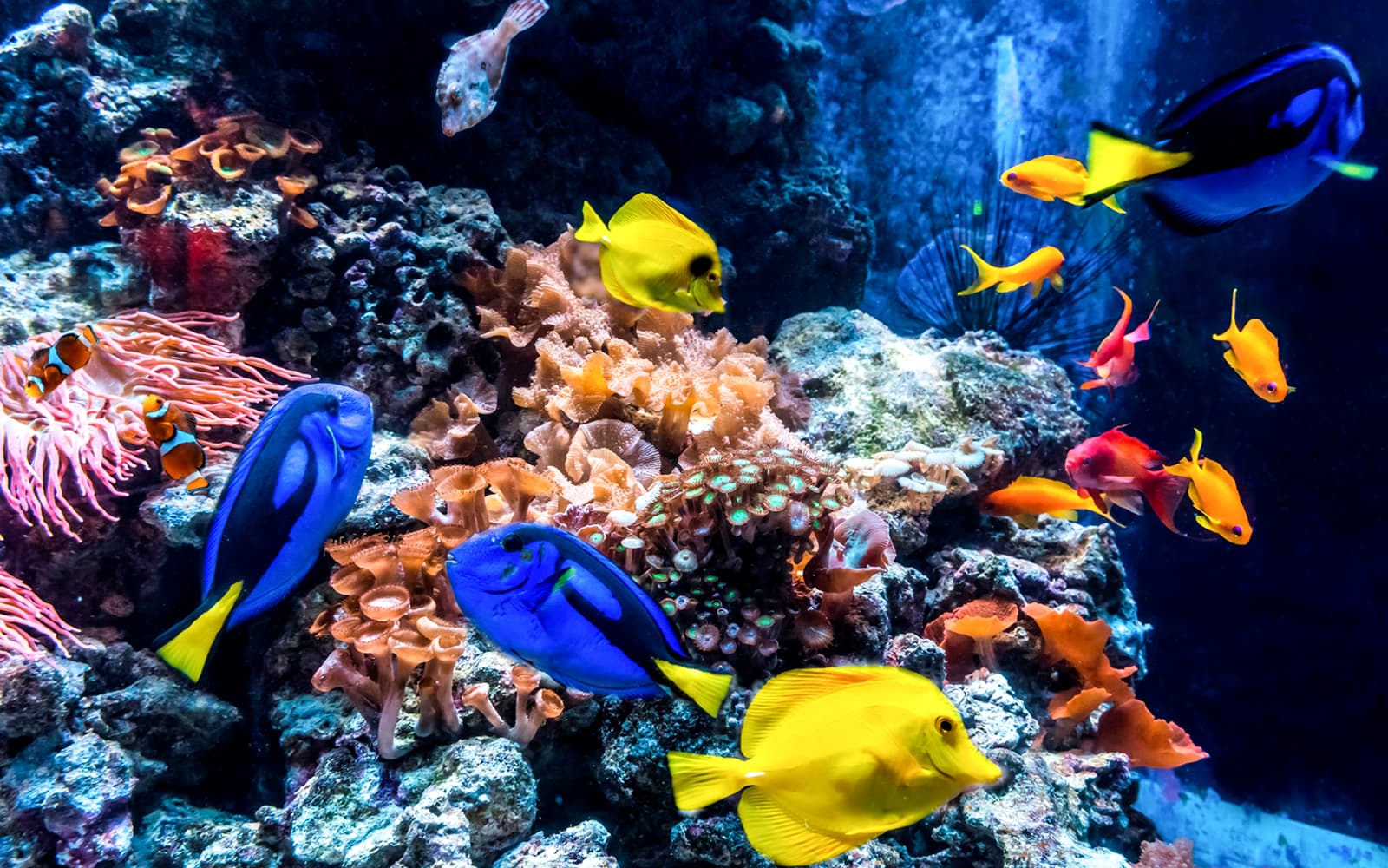 Combo: SEA LIFE + Berlin Dungeon Tickets in Berlin - Highlights | TickYourList