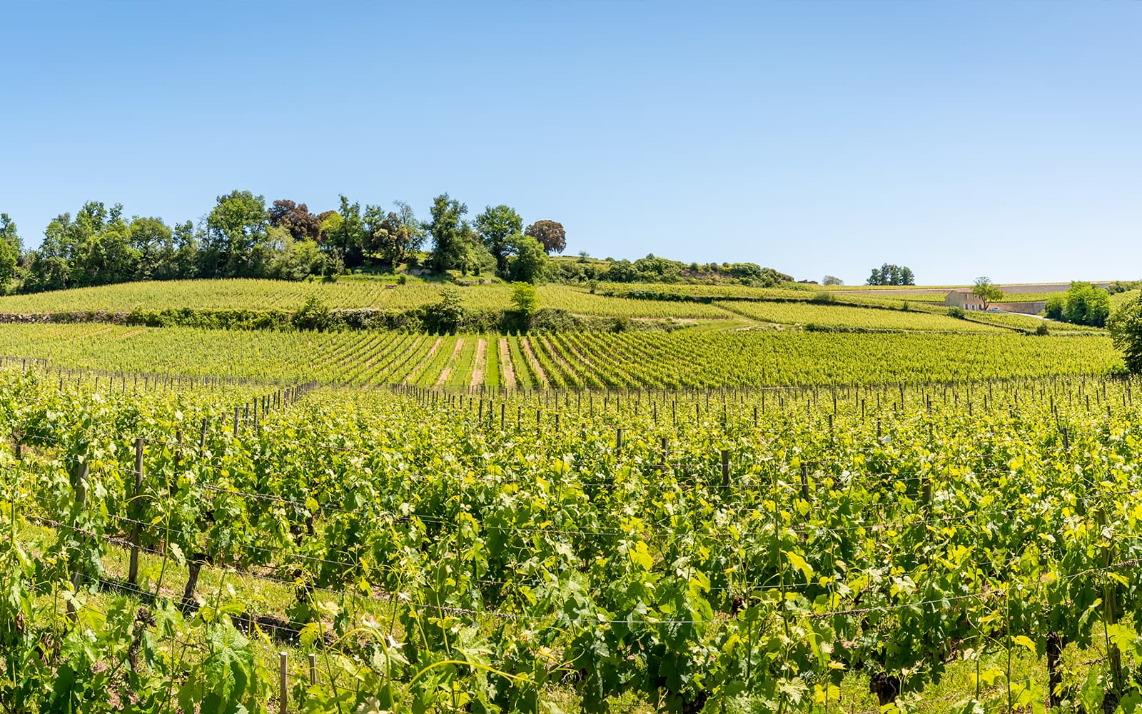 From Bordeaux: Saint-Émilion Full-Day Guided Tour with Lunch