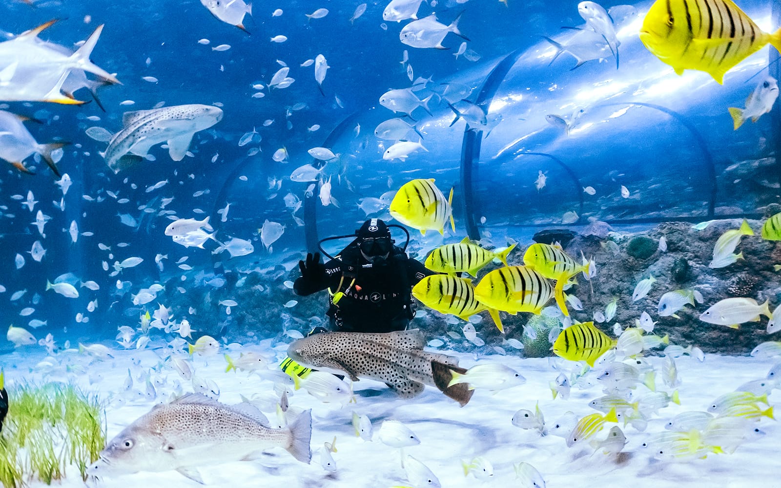 def3524c-a87a-4dee-a92c-52ecbfcfda3a-14122-abu-dhabi-abu-dhabi-national-aquarium-tickets-03.jpg