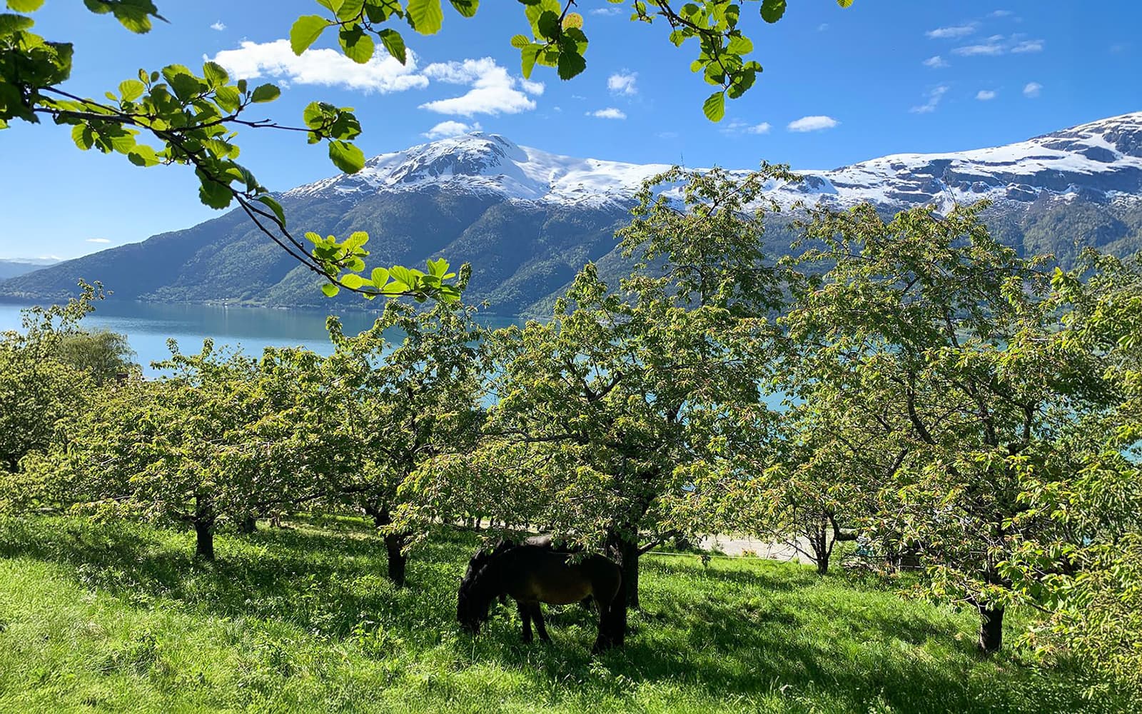 From Bergen: Scenic Hardanger Fjord and Waterfalls Guided Bus Tour tickets in Bergen - Activities | TickYourList