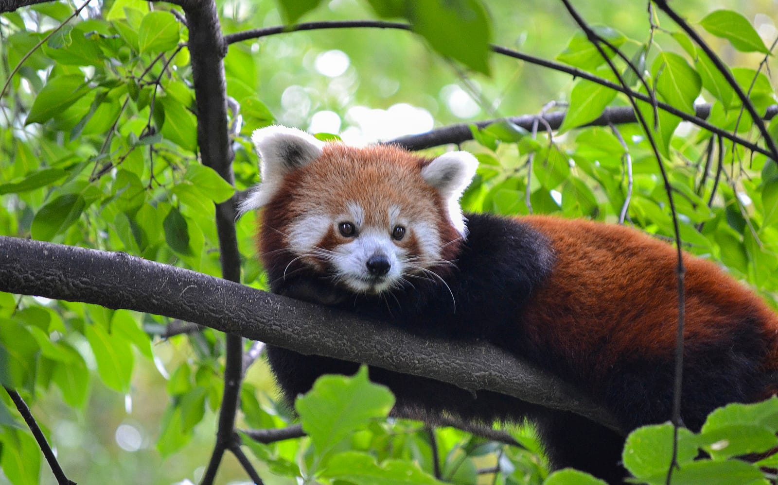 Entrance Tickets to the Budapest Zoo and Botanical Garden in Budapest - Attractions | TickYourList