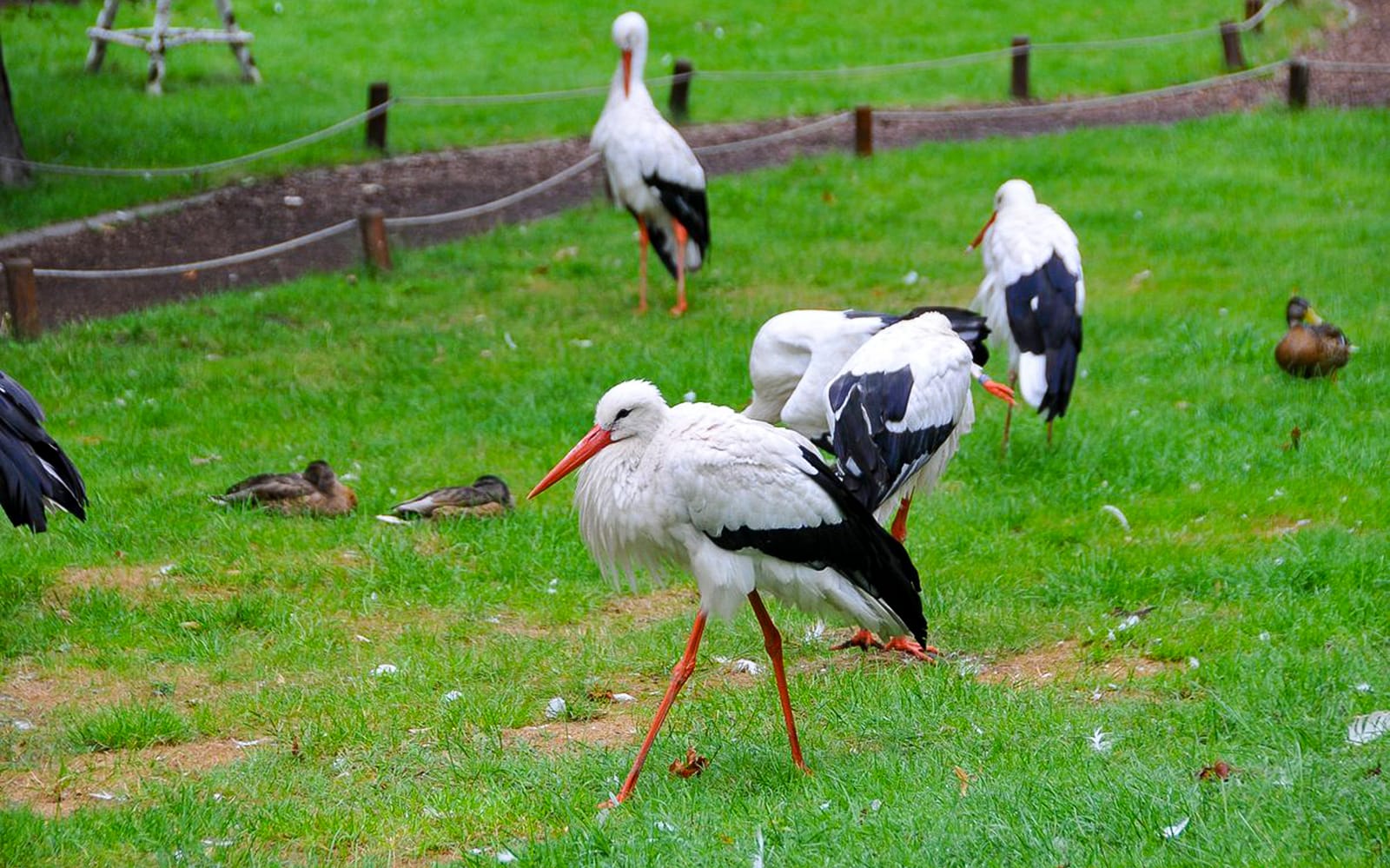 Entrance Tickets to the Budapest Zoo and Botanical Garden in Budapest - Activities | TickYourList