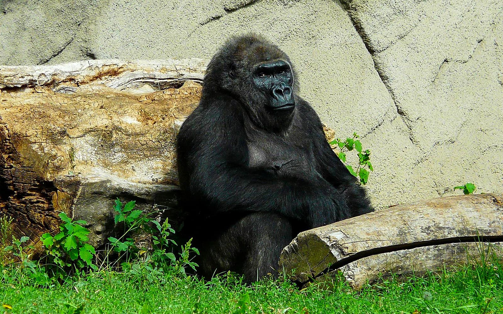 Entrance Tickets to the Budapest Zoo and Botanical Garden in Budapest - Highlights | TickYourList