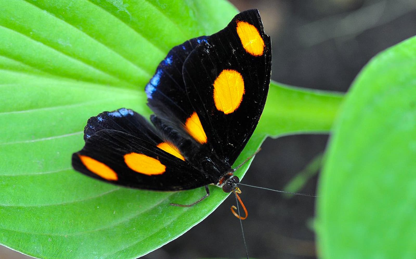 Entrance Tickets to the Budapest Zoo and Botanical Garden in Budapest - Features | TickYourList