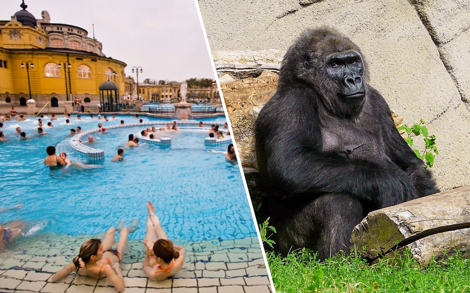 Combo: Budapest Zoo + Széchenyi Spa Tickets