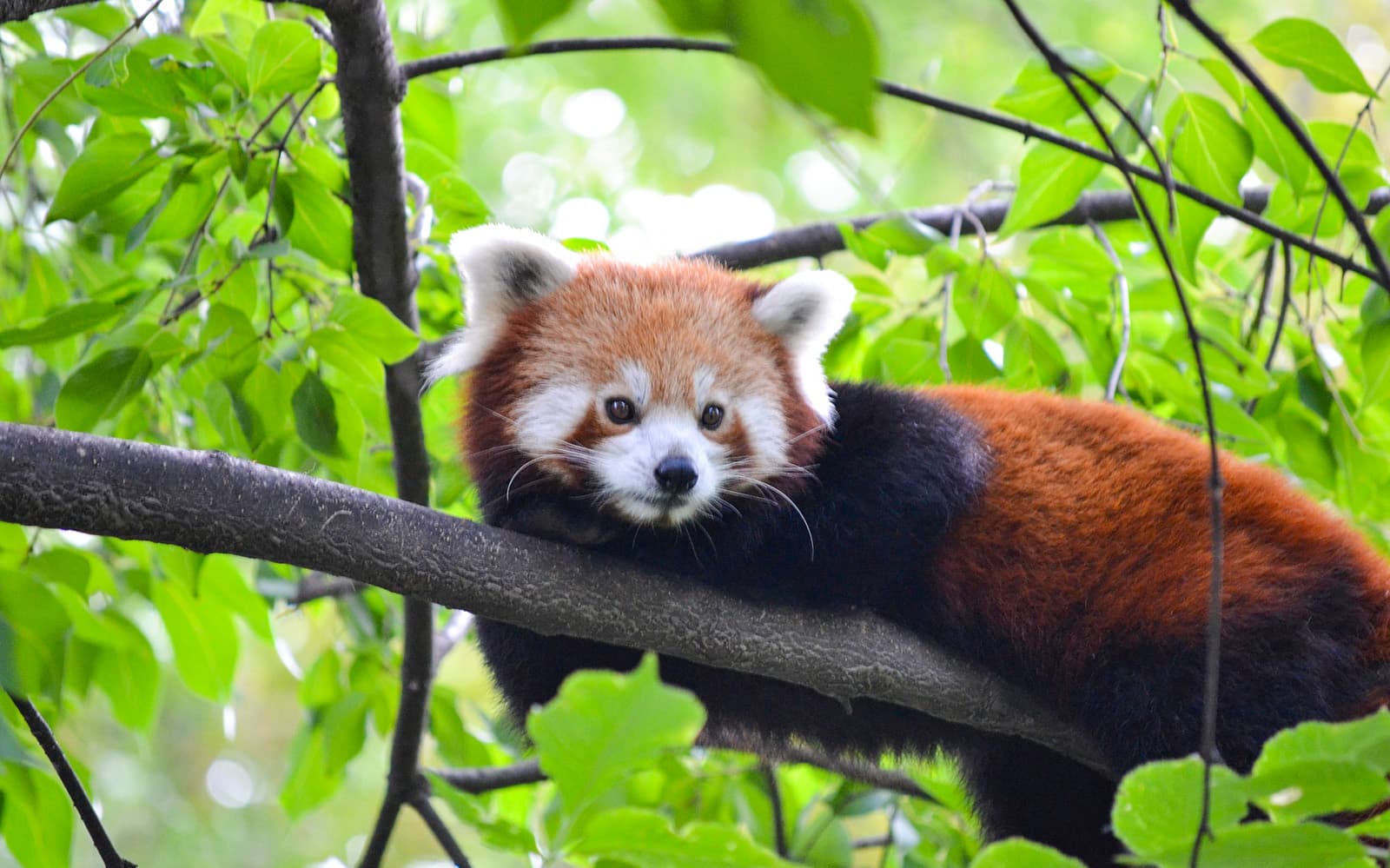 Combo: Budapest Zoo + Széchenyi Spa Tickets in Budapest - Attractions | TickYourList