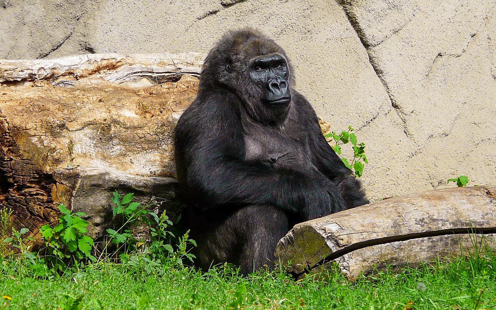 Combo: Budapest Zoo + Széchenyi Spa Tickets in Budapest - Highlights | TickYourList