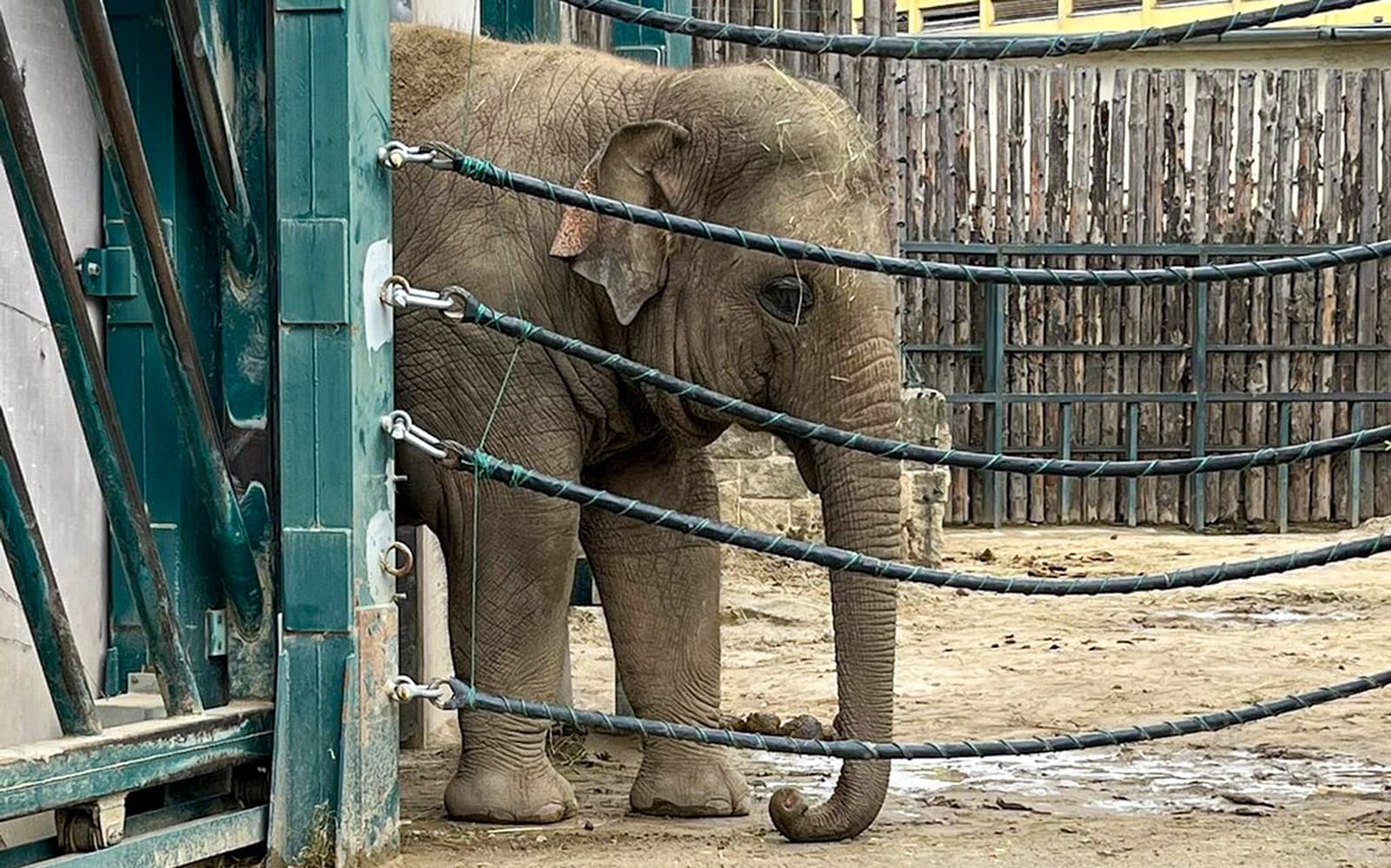 Combo: Budapest Zoo + Széchenyi Spa Tickets in Budapest - Features | TickYourList