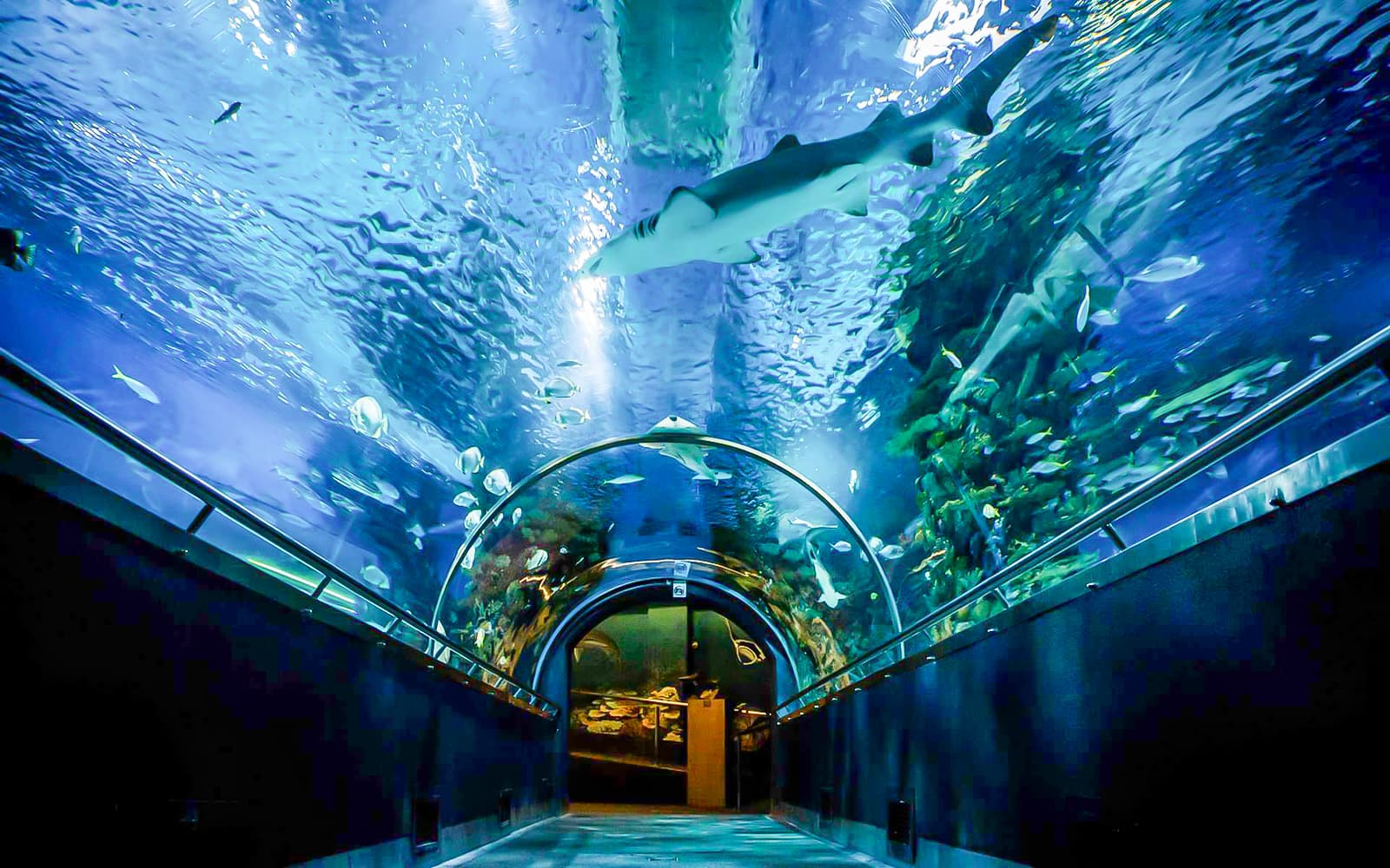 Combo: Budapest Tropicarium-Entry Ticket + Budapest Day or Evening Danube River Sightseeing Cruise with Drinks in Budapest - Attractions | TickYourList