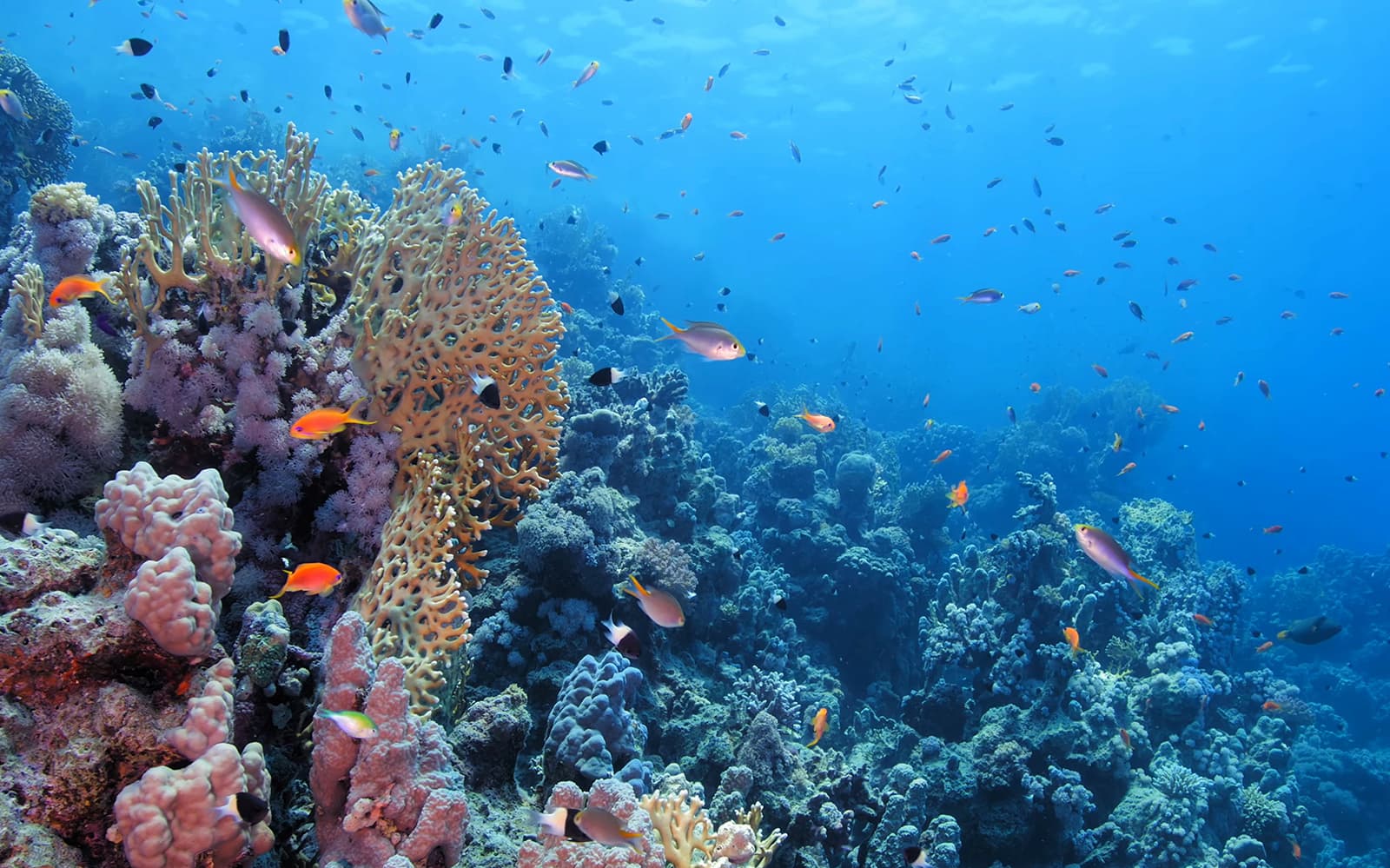 Scuba Diving at the Gulf of Catania tickets in Catania - Attractions | TickYourList