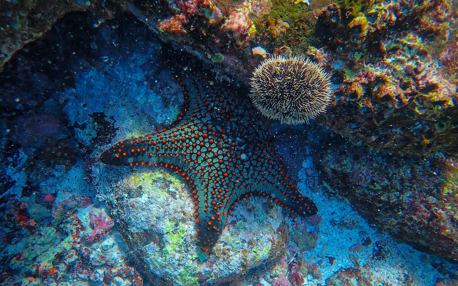 Scuba Diving at the Gulf of Catania tickets in Catania - Highlights | TickYourList