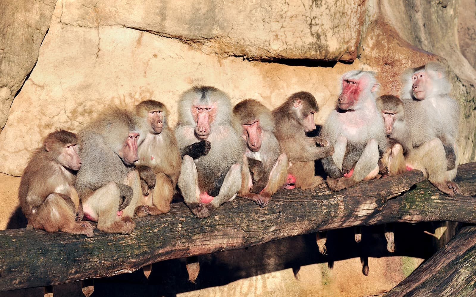 Cologne Zoo and Aquarium Entry Tickets in Cologne - Highlights | TickYourList