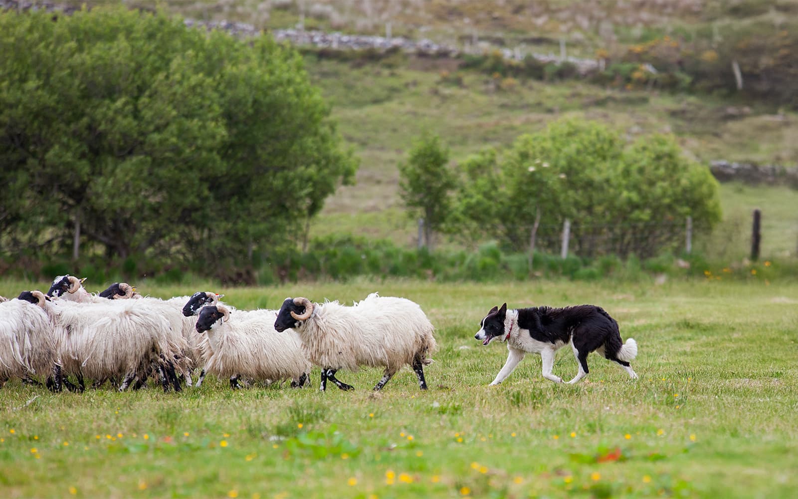 From Dublin: Glendalough, Wicklow, and Kilkenny with Sheepdog Trails Full-Day Trip tickets in Dublin - Activities | TickYourList