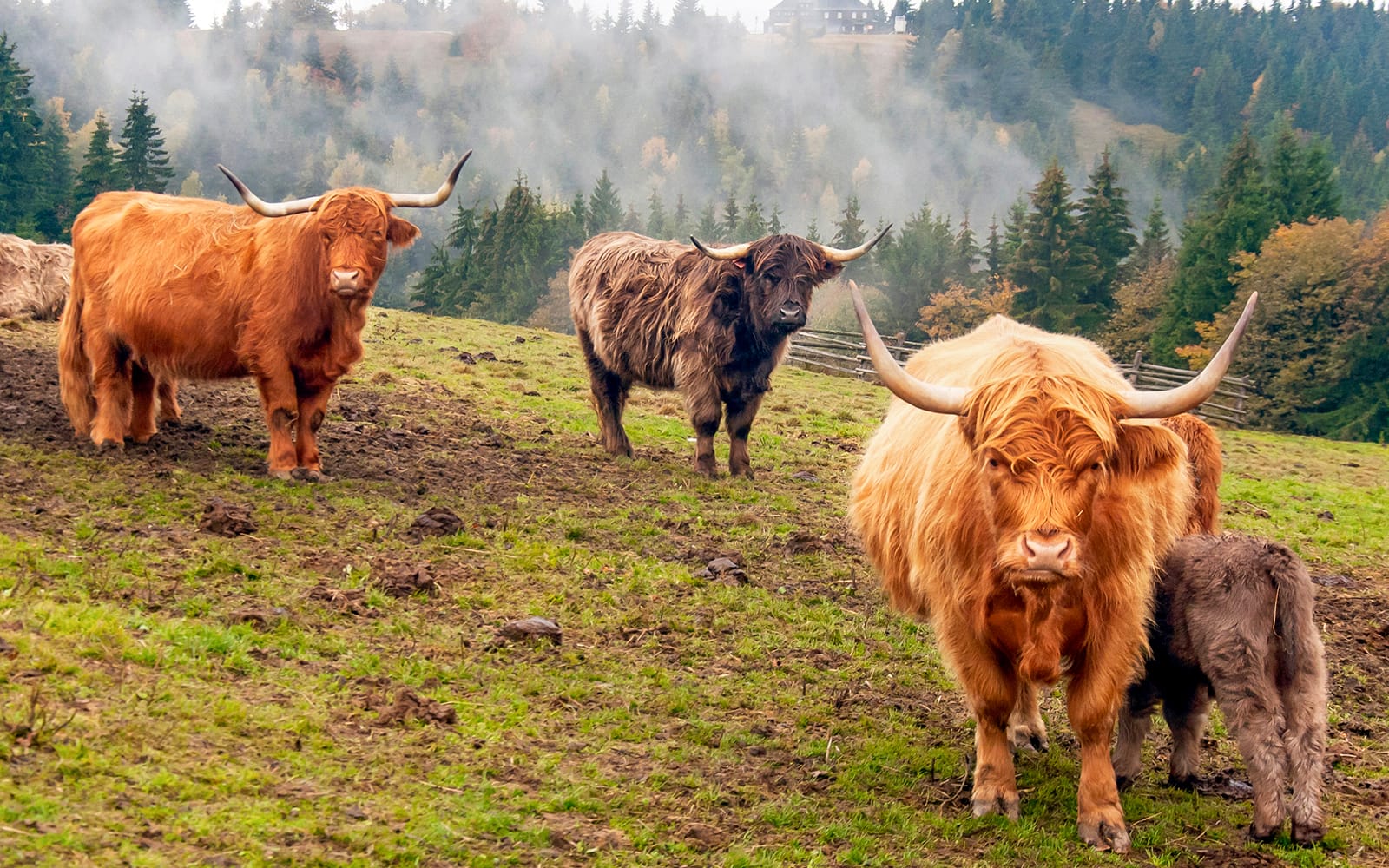 From Edinburgh: Loch Lomond, Stirling Castle & Kelpies Day Trip tickets in Edinburgh - Activities | TickYourList