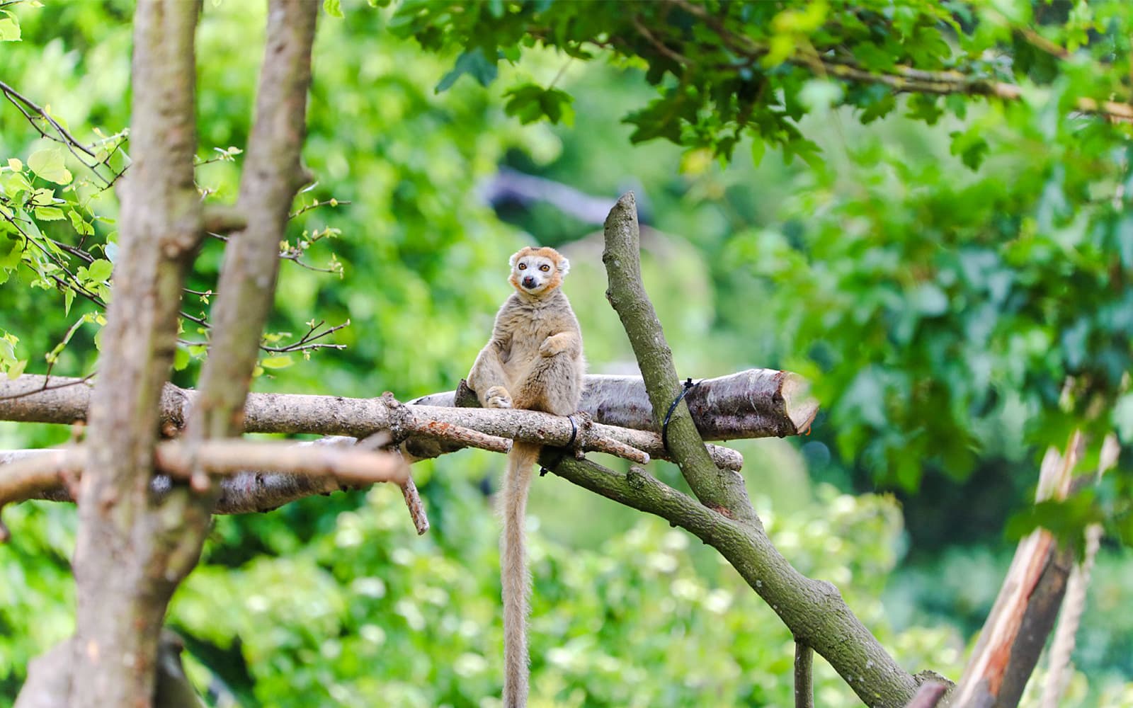 Edinburgh Zoo Entrance Tickets in Edinburgh - Features | TickYourList