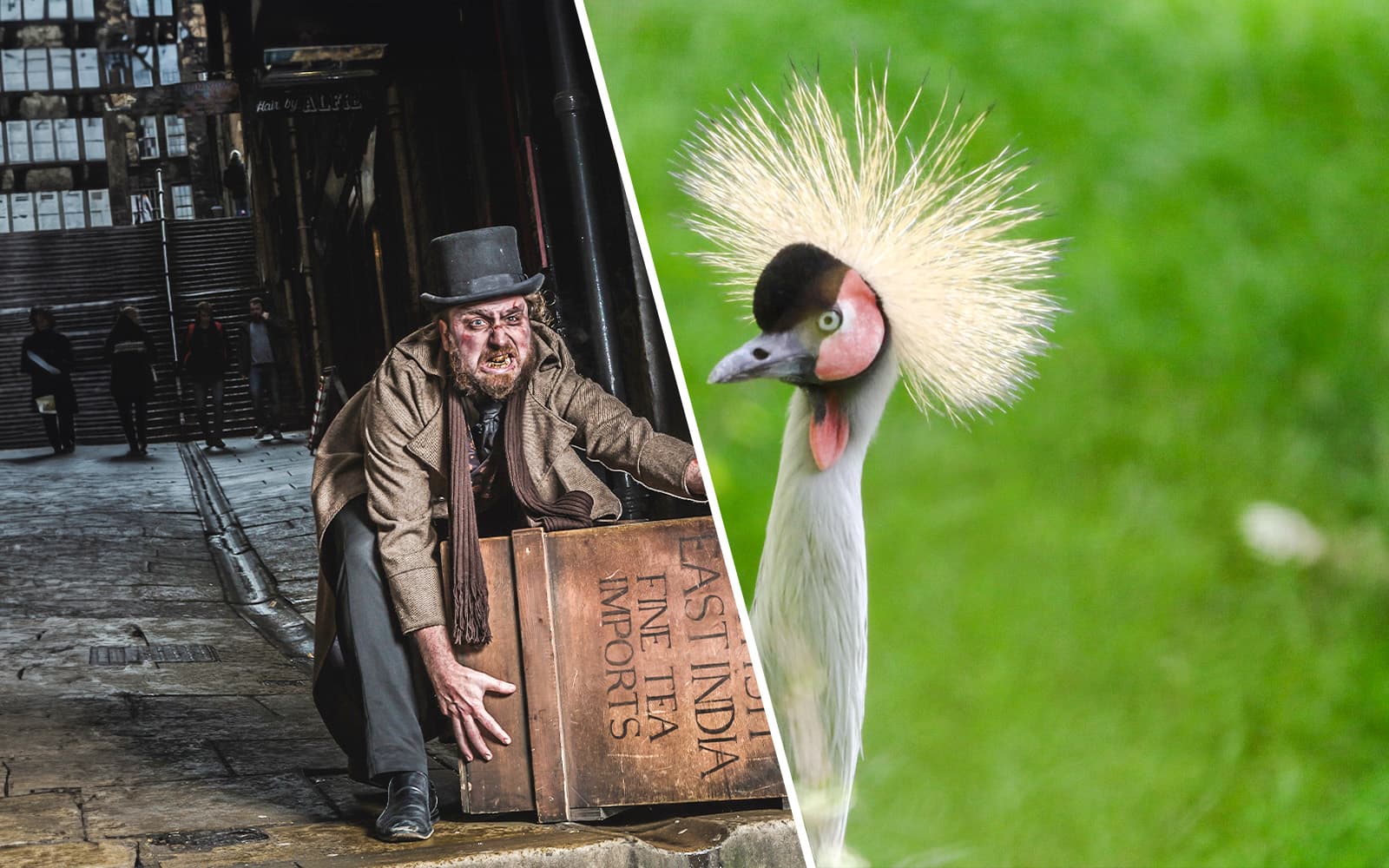 Combo (Save 5%): Edinburgh Zoo + Edinburgh Dungeon Tickets