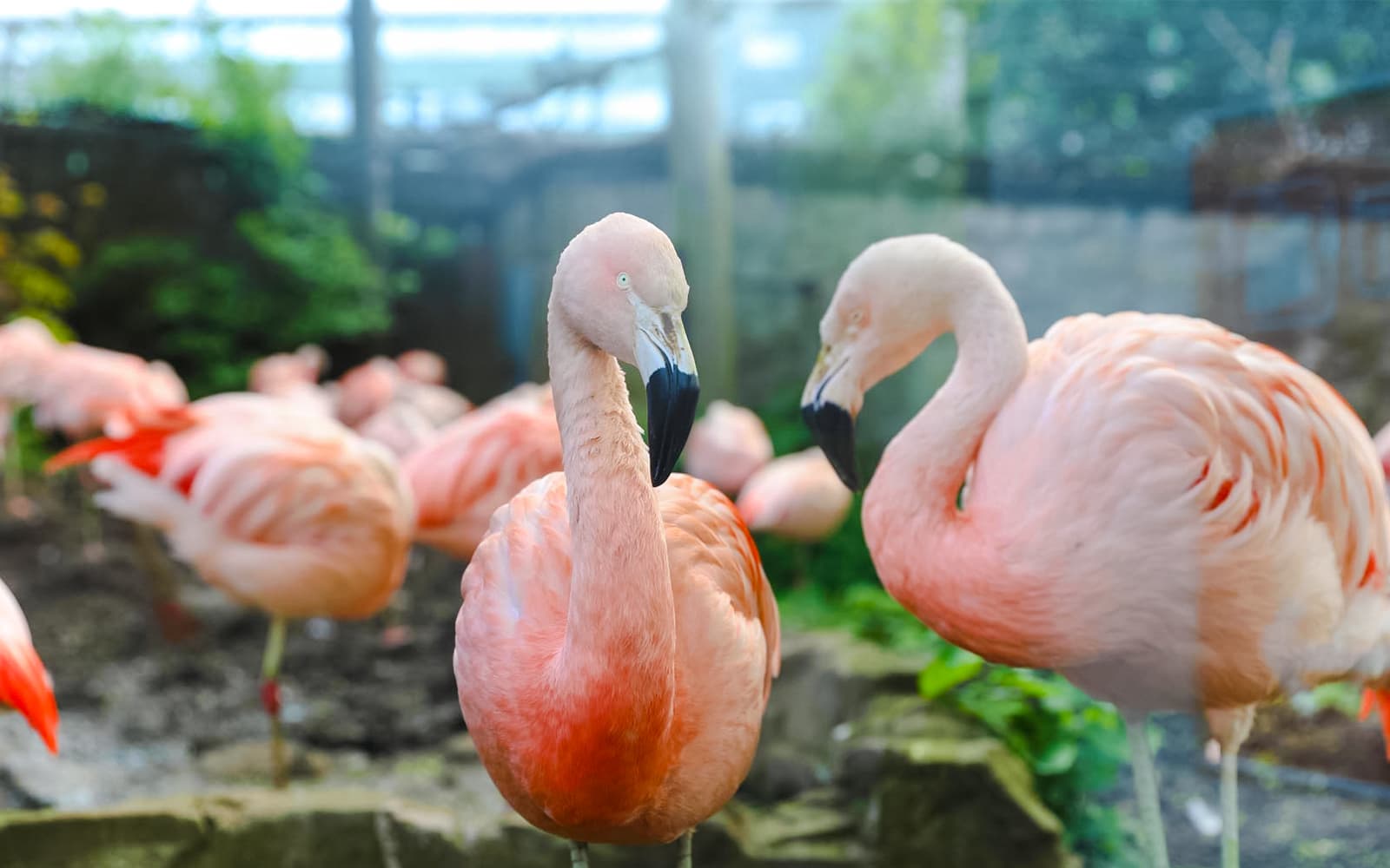 Combo (Save 5%): Edinburgh Zoo + Edinburgh Dungeon Tickets in Edinburgh - Highlights | TickYourList