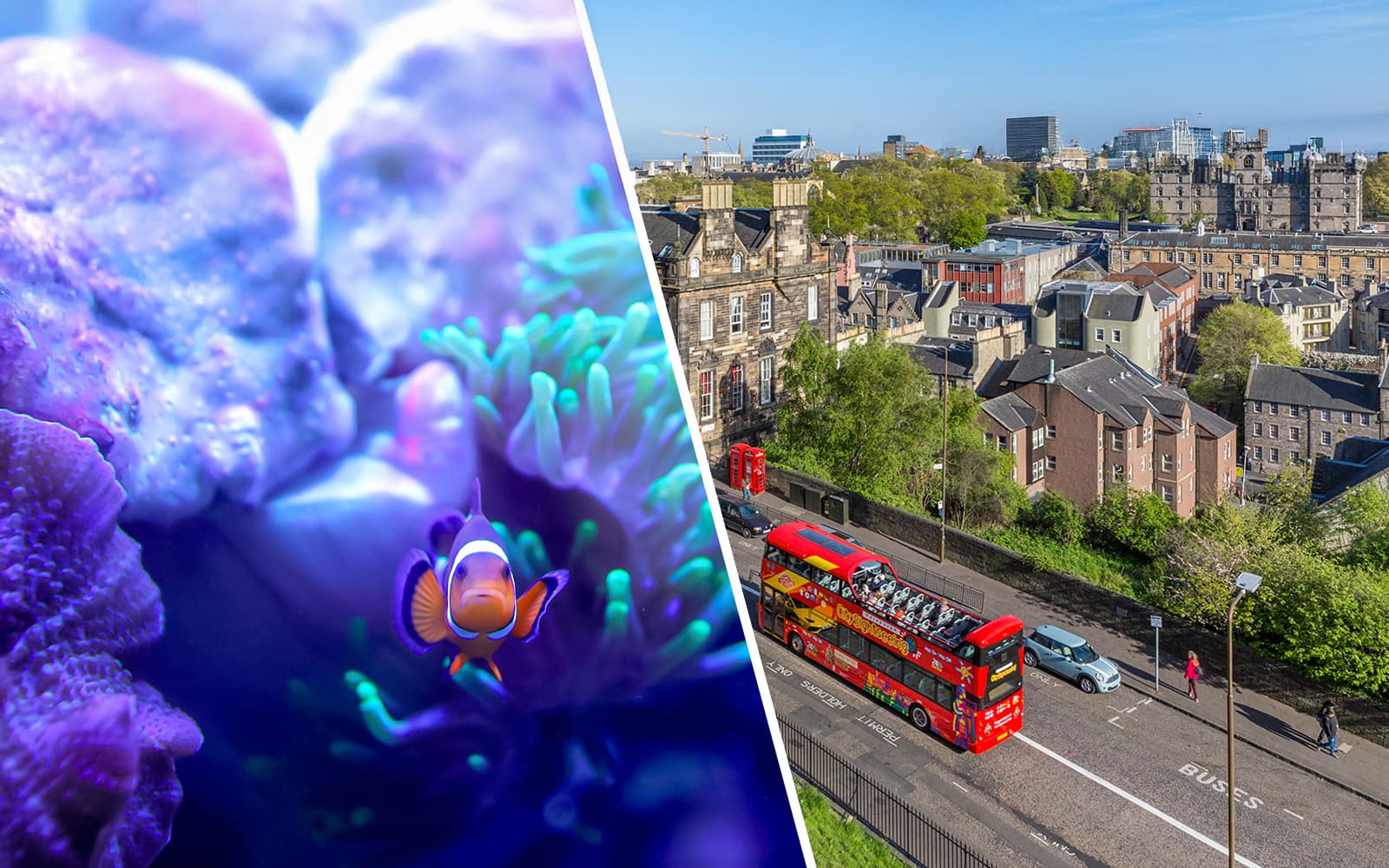 Combo (Save 5%): Edinburgh Zoo Tickets + Hop-on Hop-off Bus Tour