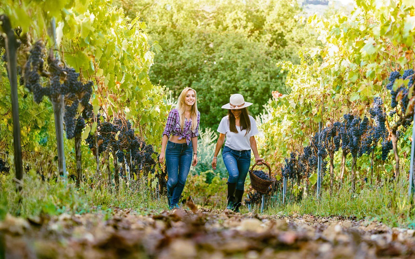 From Florence: Chianti Wine Tasting Tour tickets in Florence - Highlights | TickYourList