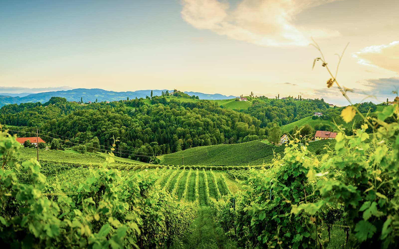 Tuscany Wine and Olive Oil Trail: Small-Group Tour From Florence tickets in Florence - Attractions | TickYourList
