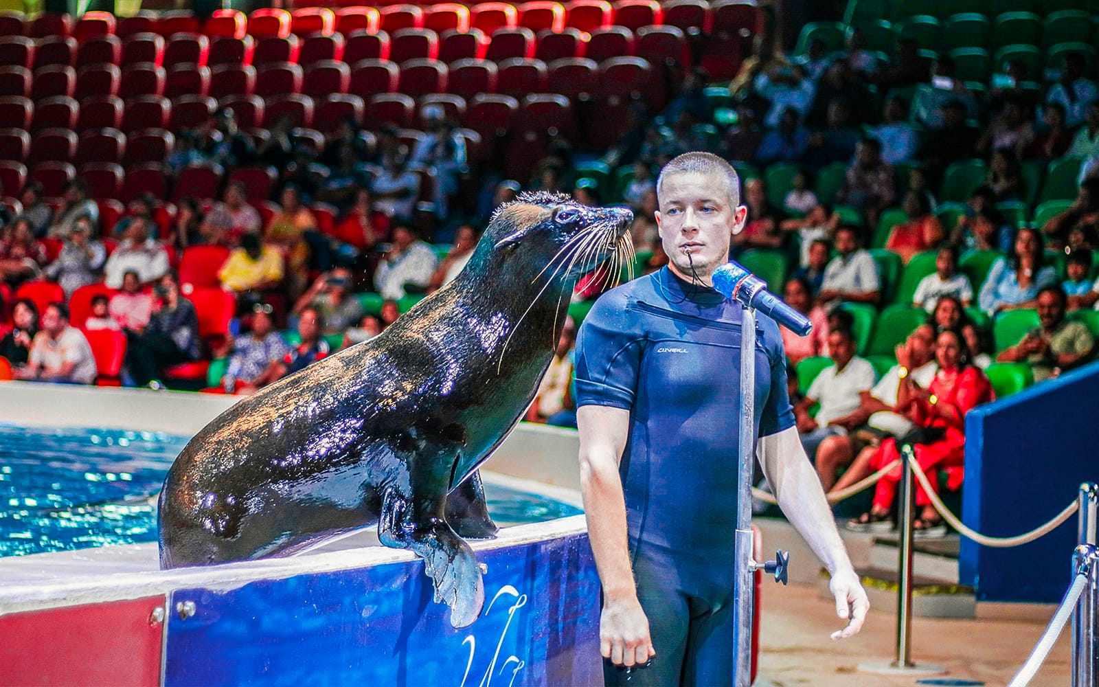e2c5878ebf4633711e13aa9a063ff1c4-1878-dubai-dubai-dolphinarium-tickets--dolphin---seal-show-11.jpg