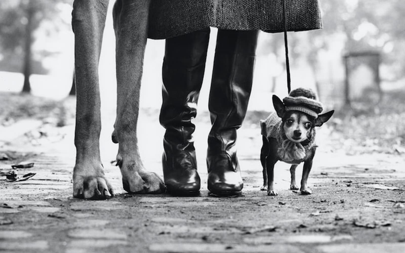 Entry Tickets to the Temporary Elliott Erwitt Exhibition at Villa Bardini in Florence - Activities | TickYourList